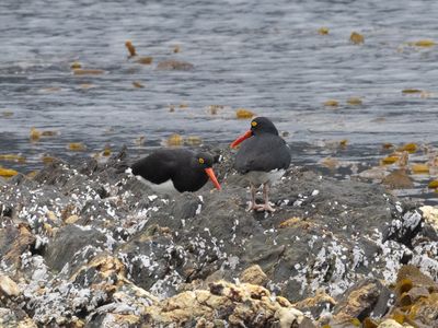 Magellanic Oystercatcher / Magelhaenscholekster / Haematopus leucopodus