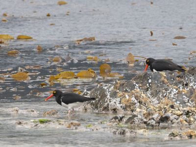 Magellanic Oystercatcher / Magelhaenscholekster / Haematopus leucopodus