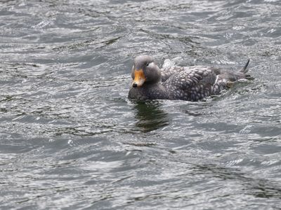 Flying Steamer Duck / Vliegende Booteend / Tachyeres patachonicus
