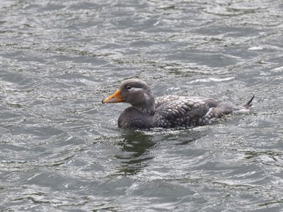Flying Steamer Duck / Vliegende Booteend / Tachyeres patachonicus
