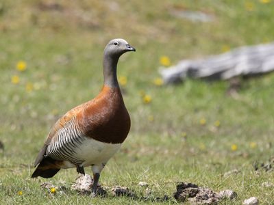 Ashy-headed Goose / Grijskopgans / Chloephaga poliocephala
