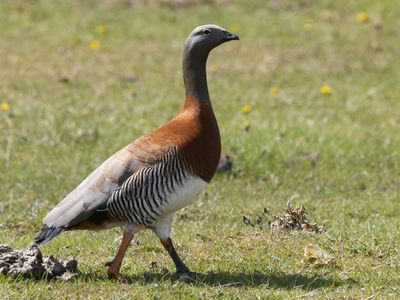 Ashy-headed Goose / Grijskopgans / Chloephaga poliocephala