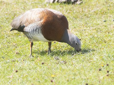 Ashy-headed Goose / Grijskopgans / Chloephaga poliocephala