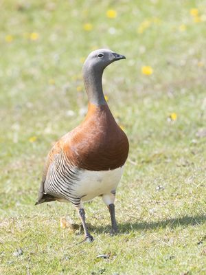 Ashy-headed Goose / Grijskopgans / Chloephaga poliocephala
