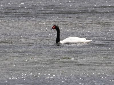 Black-necked Swan / Zwarthalszwaan / Cygnus melancoryphus
