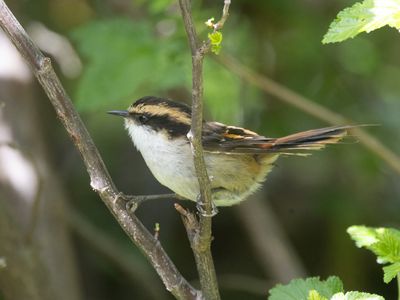 Thorn-tailed Rayadito / Doornstaartrayadito / Aphrastura spinicauda