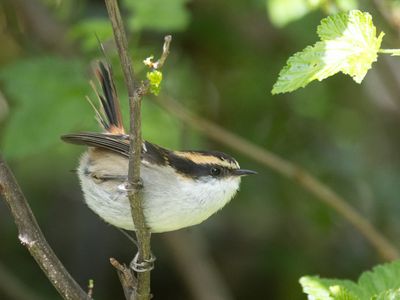 Thorn-tailed Rayadito / Doornstaartrayadito / Aphrastura spinicauda