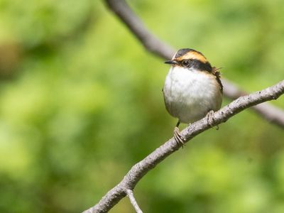 Thorn-tailed Rayadito / Doornstaartrayadito / Aphrastura spinicauda