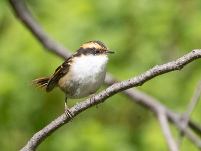 Thorn-tailed Rayadito / Doornstaartrayadito / Aphrastura spinicauda