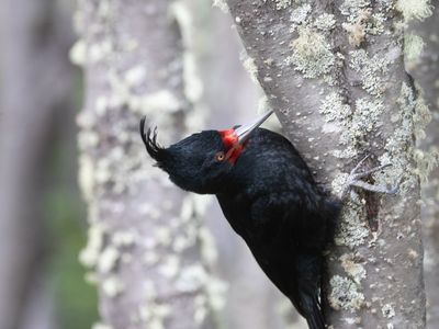 Magellanic Woodpecker / Magelhaenspecht / Campephilus magellanicus