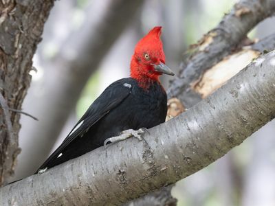 Magellanic Woodpecker / Magelhaenspecht / Campephilus magellanicus