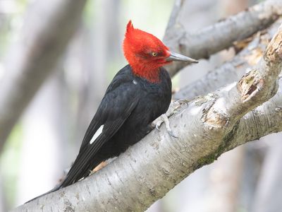 Magellanic Woodpecker / Magelhaenspecht / Campephilus magellanicus