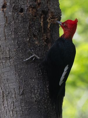Magellanic Woodpecker / Magelhaenspecht / Campephilus magellanicus