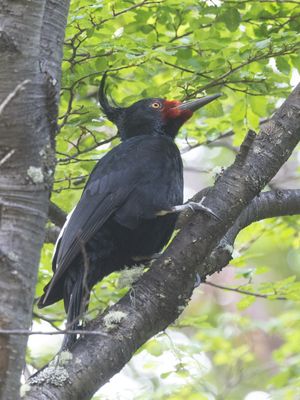 Magellanic Woodpecker / Magelhaenspecht / Campephilus magellanicus