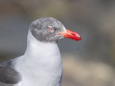 Gulls, Terns, Skua, Auks / Meeuwen, Sterns, Jagers, Alken