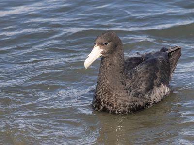 Southern Giant Petrel / Zuidelijke Reuzenstormvogel / Macronectes giganteus