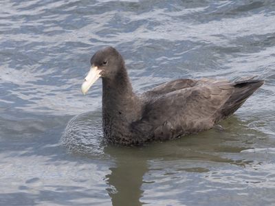 Southern Giant Petrel / Zuidelijke Reuzenstormvogel / Macronectes giganteus