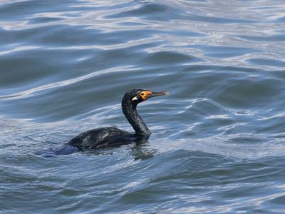 Rock Shag / Magelhaenaalscholver / Leucocarbo magellanicus
