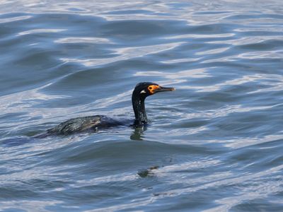 Rock Shag / Magelhaenaalscholver / Leucocarbo magellanicus
