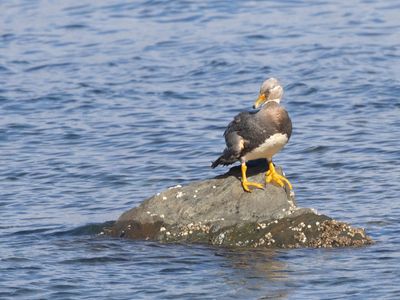 Flying Steamer Duck / Vliegende Booteend / Tachyeres patachonicus