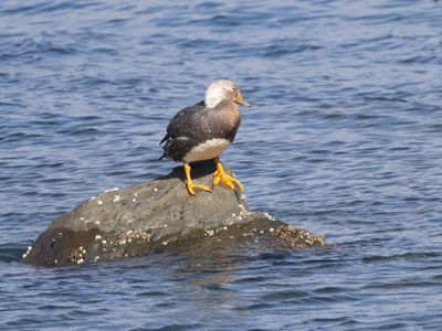Flying Steamer Duck / Vliegende Booteend / Tachyeres patachonicus