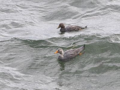 Flying Steamer Duck / Vliegende Booteend / Tachyeres patachonicus
