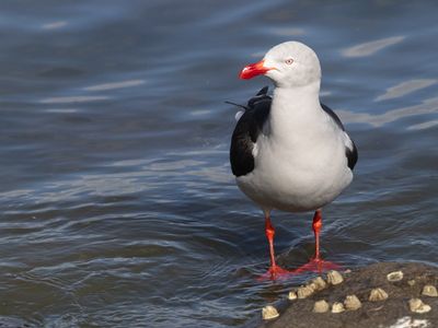 Dolphin Gull / Dolfijnmeeuw / Leucophaeus scoresbii