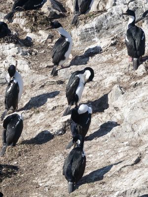 Imperial Shag / Keizeraalscholver / Leucocarbo atriceps
