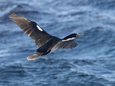 Imperial Shag / Keizeraalscholver / Leucocarbo atriceps