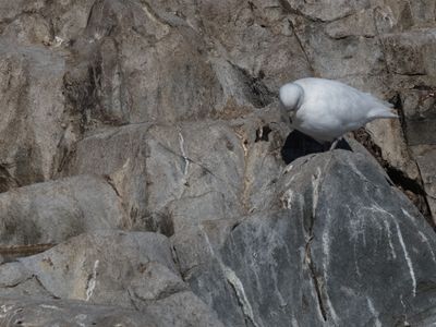 Snowy Sheatbill / Zuidpoolkip / Chionis albus