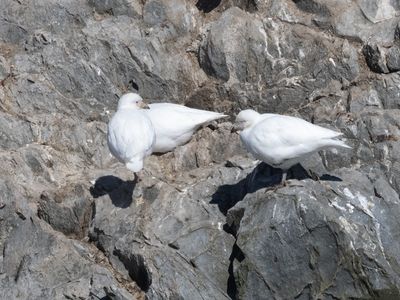 Snowy Sheatbill / Zuidpoolkip / Chionis albus