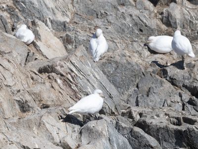Snowy Sheatbill / Zuidpoolkip / Chionis albus