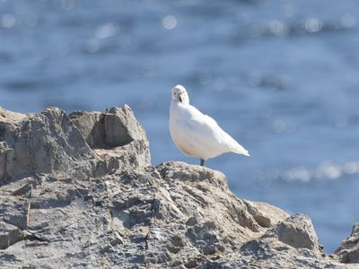 Snowy Sheatbill / Zuidpoolkip / Chionis albus