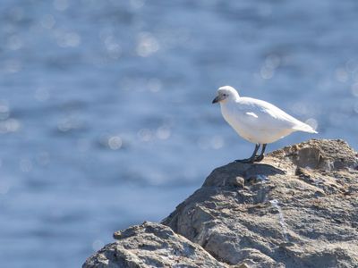 Snowy Sheatbill / Zuidpoolkip / Chionis albus