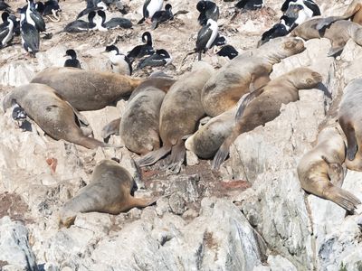 South American Sea Lion / Patagonische Zeeleeuw / Otaria byronia