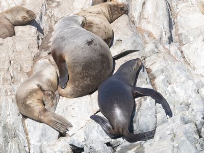 South American Sea Lion / Patagonische Zeeleeuw / Otaria byronia