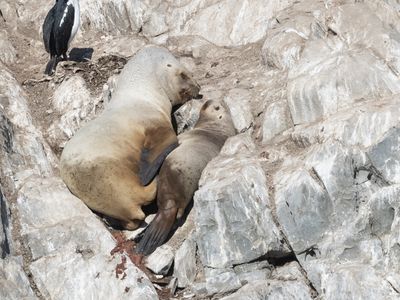 South American Sea Lion / Patagonische Zeeleeuw / Otaria byronia