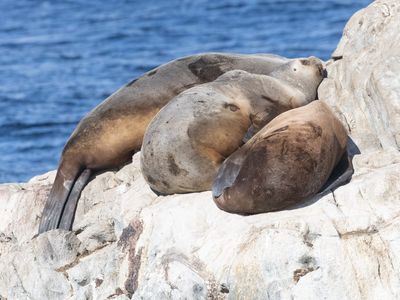 South American Sea Lion / Patagonische Zeeleeuw / Otaria byronia