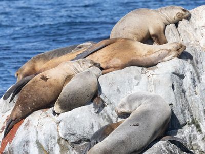South American Sea Lion / Patagonische Zeeleeuw / Otaria byronia
