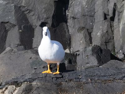 Kelp Goose / Kelpgans / Chloephaga hybrida