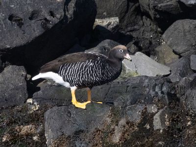 Kelp Goose / Kelpgans / Chloephaga hybrida