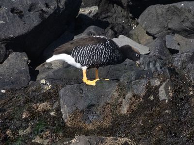 Kelp Goose / Kelpgans / Chloephaga hybrida