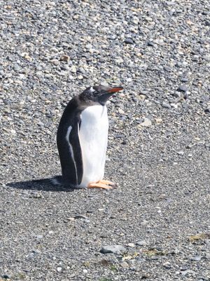 Gentoo Penguin / Ezelspinguïn / Pygoscelis papua