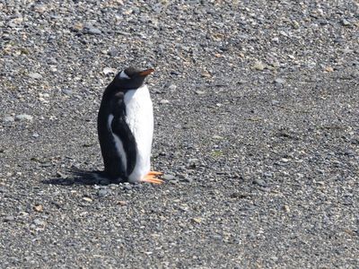 Gentoo Penguin / Ezelspinguïn / Pygoscelis papua
