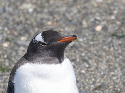 Gentoo Penguin / Ezelspinguïn / Pygoscelis papua