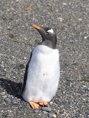 Gentoo Penguin / Ezelspinguïn / Pygoscelis papua