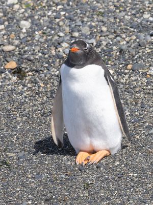Gentoo Penguin / Ezelspinguïn / Pygoscelis papua