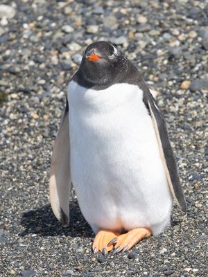 Gentoo Penguin / Ezelspinguïn / Pygoscelis papua