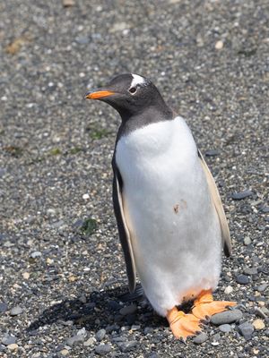 Gentoo Penguin / Ezelspinguïn / Pygoscelis papua
