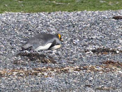 King Penguin / Koningspinguïn / Aptenodytes patagonicus